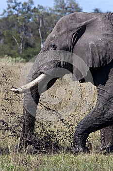 African Elephant taking a mud bath