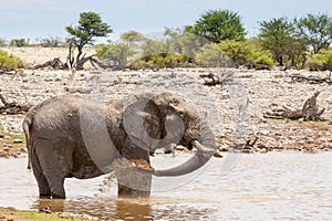 African Elephant Taking a Mud Bath at a Waterhole, Namibia