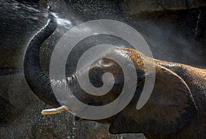 African Elephant Taking a Refreshing Bath