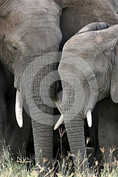 African Elephant, Tanzania, Africa