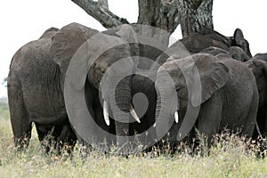 African Elephant, Tanzania, Africa