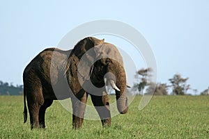 African Elephant, Tanzania, Africa