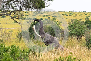African elephant tears off the leaves from the tree. Masai Mara, Kenya