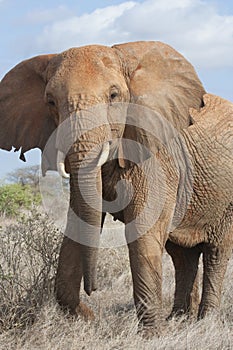 African elephant threatening.