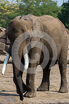 African elephant at Tierpark Berlin