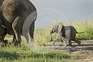 African Elephant with tiny calf