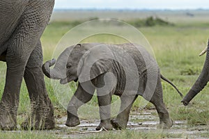 African Elephant tiny calf behind mother.