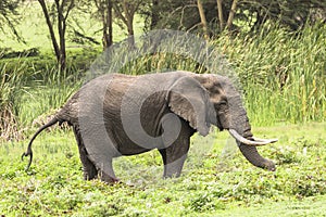 African Elephant to pooh