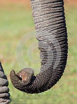 African Elephant Trunk Detail