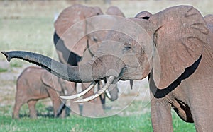 African elephant with trunk extended and very long slim tusks in Bumi National Park, Zimbabwe, Southern Africa