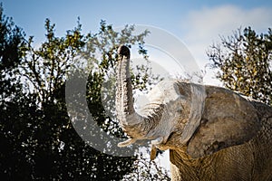 African elephant with trunk raised