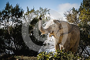 African elephant with trunk raised