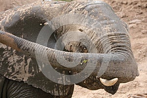 African Elephant trunk swinging