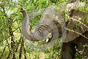 African Elephant trunk in trees.