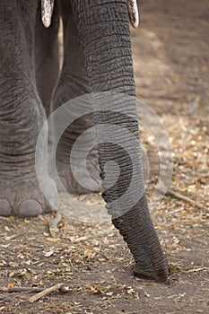African Elephant trunk and tusks
