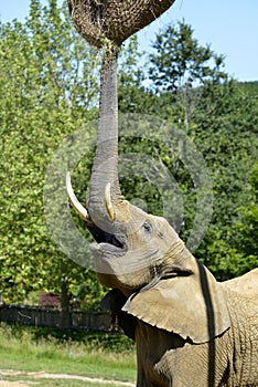 African elephant with trunk up