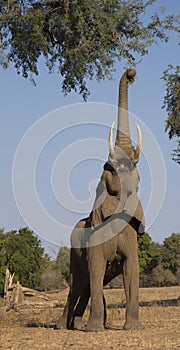 African Elephant with trunk up