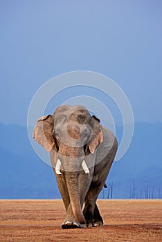 African Elephant, Tusker, Jim Corbett National Park, Uttarakhand,