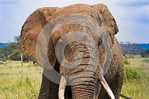 African Elephant with tusks