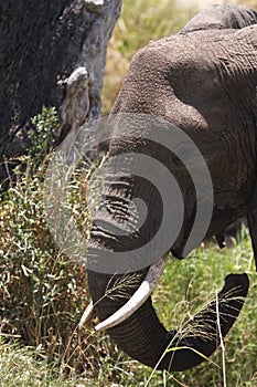 African Elephant with tusks