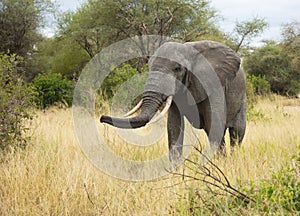 African elephant with tusks in African savannah of Tanzania, Africa