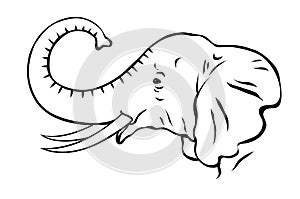 African elephant with tusks black and white sketch