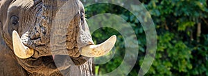 African Elephant Tusks Closeup Horizontal Banner