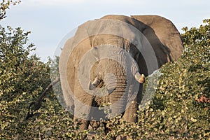 African elephant with tusks goes through the acacia bushes