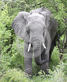 African elephant with tusks goes straight