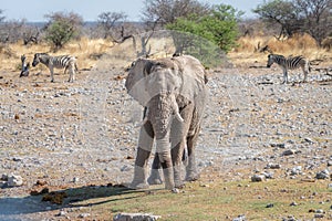 An African elephant with tusks on the savanna in Africa with zebras in the background.