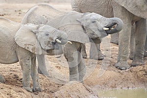 African Elephant two calves drinking at waterhole