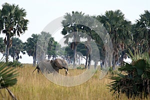 African Elephant, Uganda, Africa