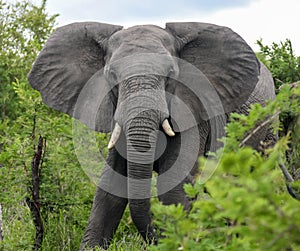 An African elephant with unfolded ears walks through  dense bush
