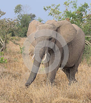 African elephant uses its trunk to graze in the wild Ol Pejeta Conservancy Kenya