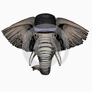 African elephant vector portrait. Animal face, head. Bowler hat.