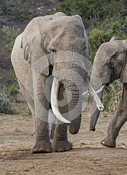 African Elephant with Very Long Tusks