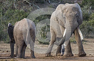 African Elephant with Very Long Tusks Looking at Female
