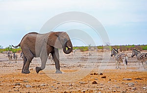 African Elephant walking across the dry African Plains with zebra in the background