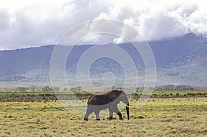 African elephant walking across the savannah on a safari at Ngorongoro Crater in Tanzania