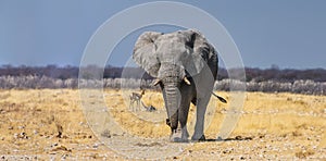 African elephant walking in an arid desert landscape.