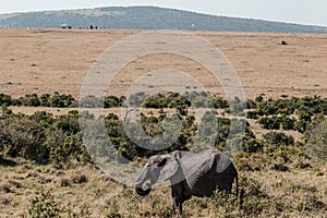 African Elephant walking In The Bush hilly mountain wilderness at the Maasai Mara National Game Reserve park rift valley Narok cou