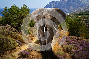 African elephant walking in the bushes