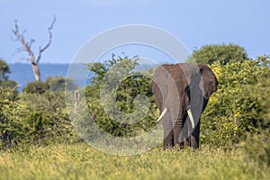 African Elephant walking in bushveld