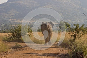 African Elephant walking on dusty road