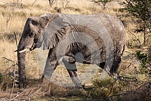 African Elephant Walking through Etosha National Park, Namibia
