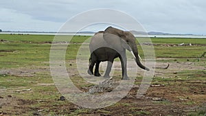 African elephant walking on the expanses of the Kenyan savannah