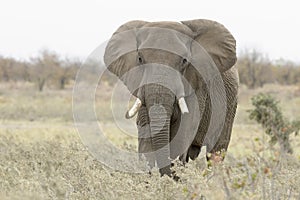 African elephant walking in high grasses
