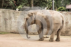 Elephant in Le Cornell animal park photo