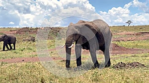 African Elephant Walking in Kenya Grasslands