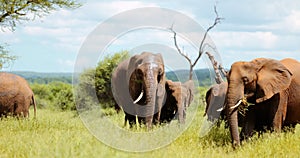 African Elephant walking through lush savannah, National park, Safari Tourism